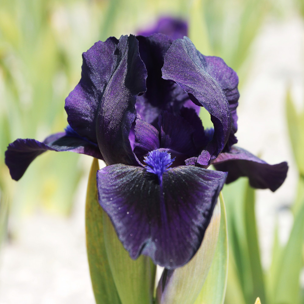 Iris pumila Purple
